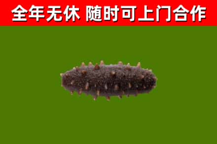 盐津县回收海参干
